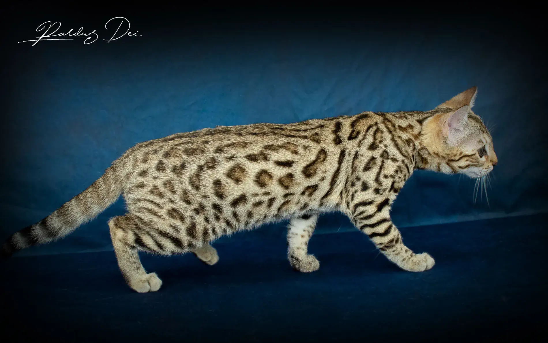 chaton bengal